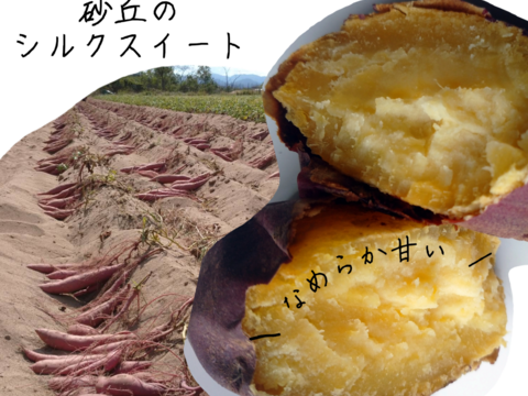 【貯蔵期間 約２か月経過】なめらか甘い砂丘のシルクスイート(３㎏)