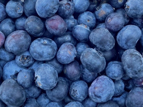 【大特価セール】訳あり ブルーベリー500g【乳酸菌農法】