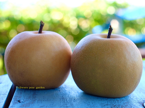 市場に出ない梨 ｜新水｜晴れ箱｜希少な早生梨・数量限定｜3kg（8~12玉）