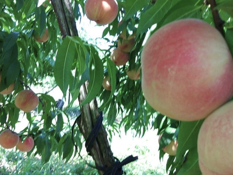 【珍しいにこにこ桃🍑まどか・山形県産】８月中旬ごろ発送　2kg箱入り（ギフトに、ご自分のご褒美に)人と環境に優しい農園