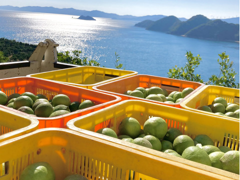 【皮が薄くて種がない】レモン 10kg【防腐剤・ワックス不使用】璃の香（家庭用) 国産レモン