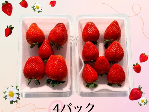 高糖度♡朝採れ直送🍓甘くてジューシー！【とちあいか】平パック4パック