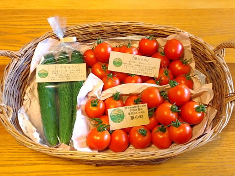 一箱で二度美味しい♪こだわりの薄皮トマト🍅【華おとめ】&【華小町】Mix１kg箱 + 朝もぎイボきゅうり🥒３本付き