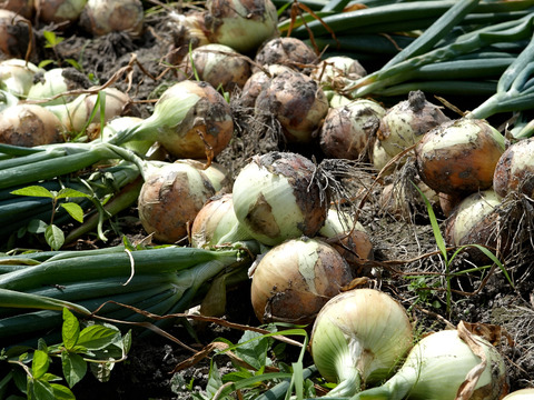 数量限定品！！　納豆菌（残留農薬不検出）淡路島産玉ねぎ　10ｋｇ
