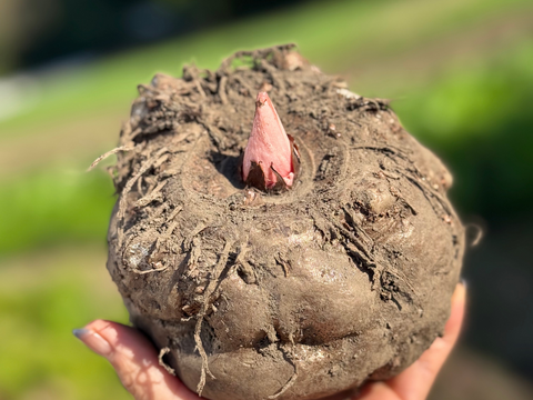 ナフサ不足！生芋こんにゃく一袋に2個入れちゃいました。2個入り×4袋