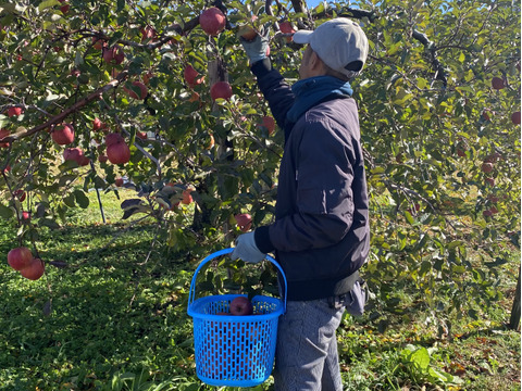 【予約】りんごの王様！サンふじ『信州りんご』６kg（３kg×２箱）