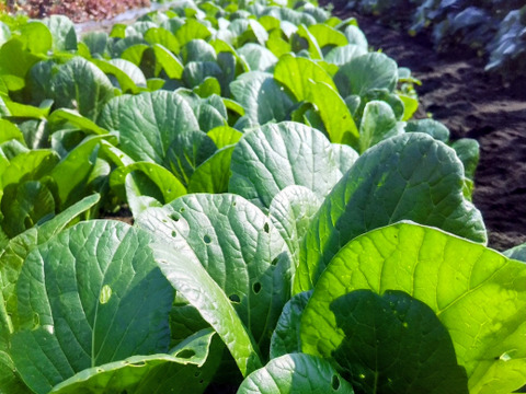 【農薬化学肥料不使用】朝採り！信州伊那谷★旬の野菜セット Mサイズ (金曜発送)