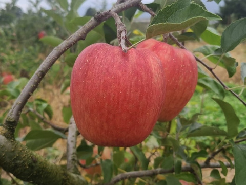 希少品種 シナノドルチェ 3kg(2L～Sサイズ) 贈答用 信州安曇野産りんご  長野県オリジナル品種