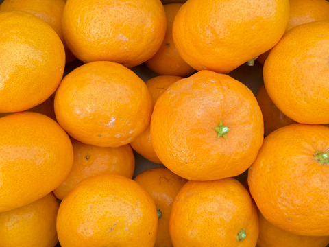 伊予柑2kg＋ポンカン2kg＋はれひめ2kg 【柑橘食べ比べ】