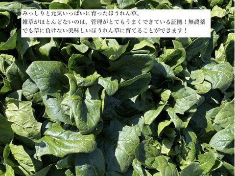 🌿お得にたっぷり食べよう🌿有機JASほうれん草750g今なら30％OFF‼️まとめ買いでもペロッとなくなる甘くて柔らかほうれん草！いつもの野菜だからこそわかる味の違い！２セットまで送料同額お得！