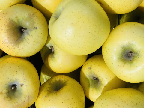 シナノゴールド小玉ちゃん（約4.7㎏）20～28玉
信州長野生まれのサクサク黄りんご　
かわいらしい小玉りんご　まるかじりでどうぞ