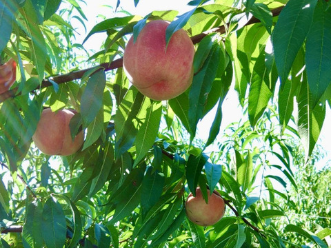 【珍しいにこにこ桃🍑まどか・山形県産】８月中旬ごろ発送　2kg箱入り（ギフトに、ご自分のご褒美に)人と環境に優しい農園