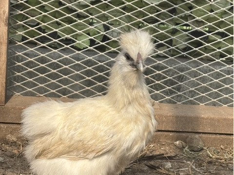 【大寒卵】スペシャル5種食べくらべパック20個セット