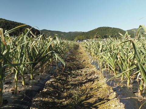 【初出品セール】にんにく【ホワイト六片】【乳酸菌農法】濃厚な味と甘味（家庭用 2kg）
