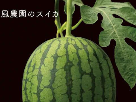 【ギフト最適】糖度表記タグ付き！空中栽培の高糖度スイカ１玉(1.8kg以上)