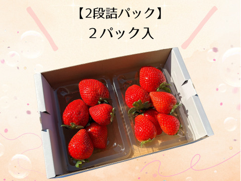 高糖度♡朝採れ直送🍓甘くてジューシー！【とちあいか】2段詰2パック