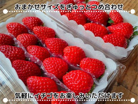 朝摘み直送！サイズおまかせ徳用2パック【よつぼし】約450g