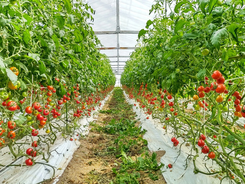 旨みと甘み♪香りと味を楽しむ贅沢なトマト🍅【華おとめ】１kg箱 + 朝もぎイボきゅうり🥒３本付き