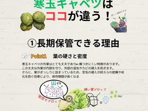 通常キャベツの３倍の重量！しかも甘い‼寒玉キャベツ4玉セット