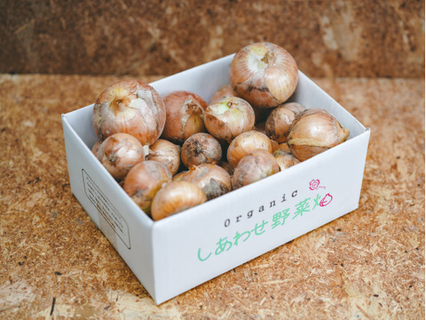 ＜有機たまねぎ 3kg＞農薬化学肥料不使用・静岡県産