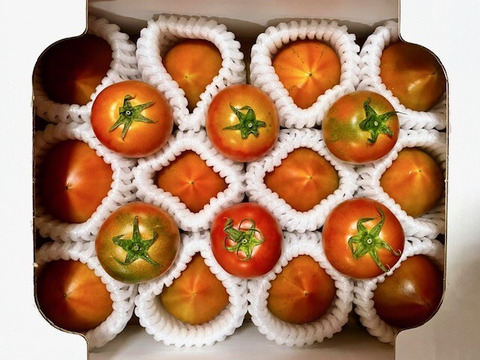 【3箱】弾ける旨味・甘み！【ト・マーレ】禁断の濃密さ 800g×３