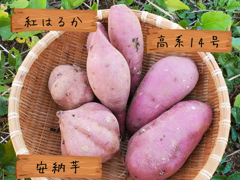 島さつまいも三彩セット 紅はるか/安納芋/高系14号 計２kg【ほくほく・ねっとり食べ比べ】