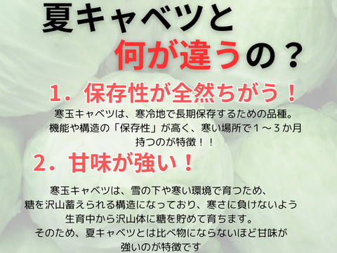通常キャベツの３倍の重量！しかも甘い‼寒玉キャベツ4玉セット