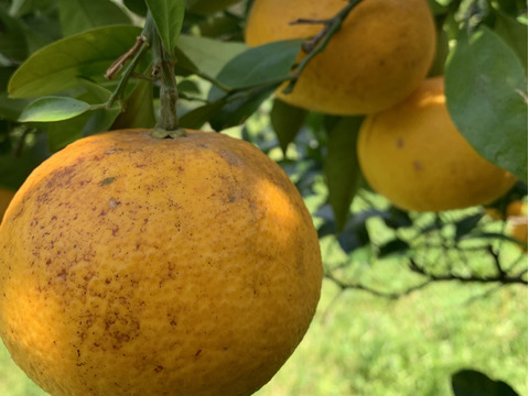 まじりっけなし！自然栽培 樹上完熟の『甘夏』3kg