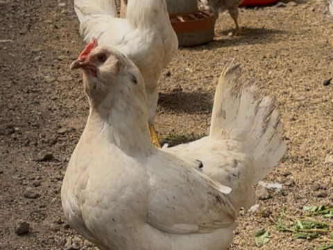 【大寒卵】スペシャル5種食べくらべパック20個セット