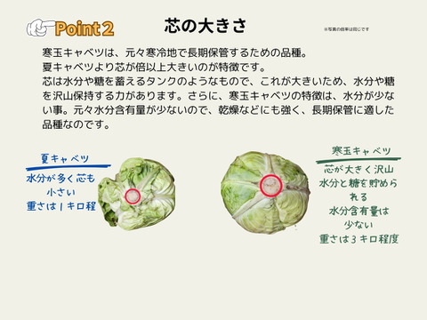 通常キャベツの３倍の重量！しかも甘い‼寒玉キャベツ4玉セット