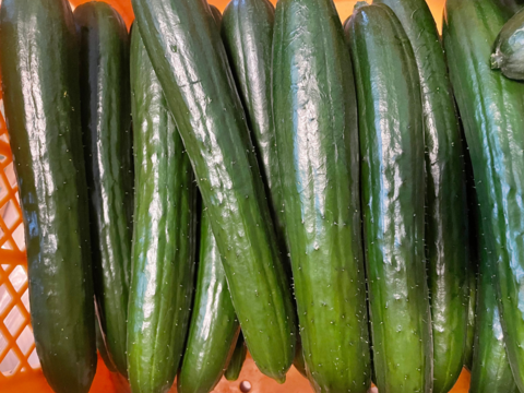 訳あり！【採れたて】を発送！訳ありきゅうり(曲がり、傷あり、太めきゅうり)2kg