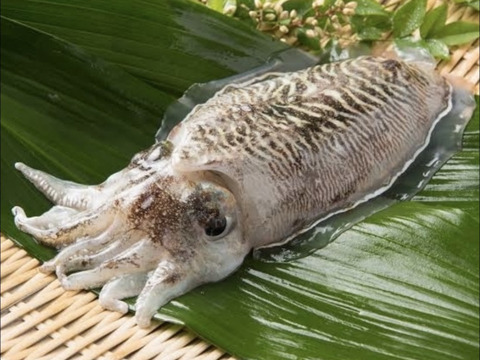 秋田県産　コウイカBOX （急速冷凍）