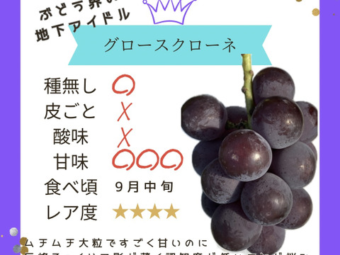 訳あり】極甘1キロ♡食べ比べ♡シャイン♡グロースクローネ