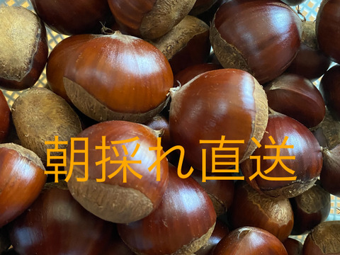 熊本県産 朝採れ栗 リピーター多数！旨味しっかり！朝採れ『熊本県産和栗』丹波栗