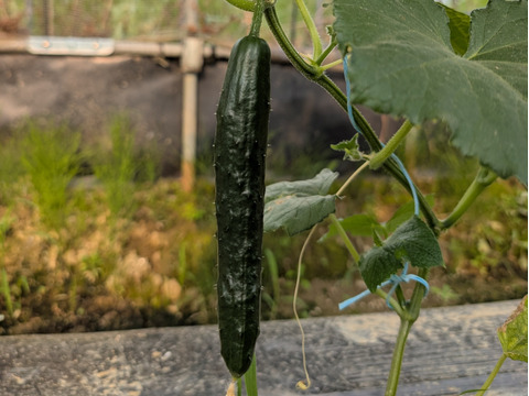 クセなく食べやすい《《きゅうり2kg》》【漢方栽培】