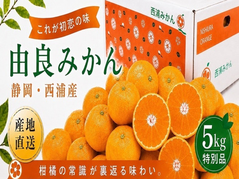 果汁たっぷり、衝撃の味！『沼津西浦産』 早生みかん 由良 【贈答用