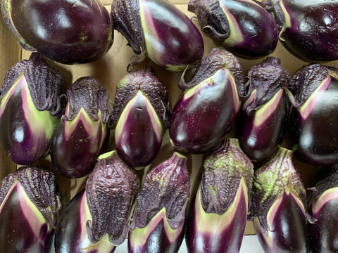 みずみずしさ抜群！薄皮で甘み多めの下田ナスを2kg：滋賀県産の下田