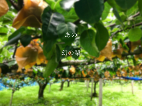 『幻の梨』【新水5kg】上品な香りと芳醇な甘さ  希少品種ファン急増中！！園主イチオシ　 3日間のみ限定出荷　9~15玉   　【夏ギフト】【贈答用】