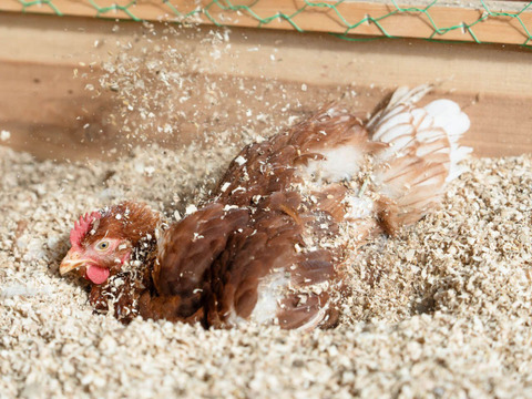 【冬ギフト】『西粟倉村育ちの平飼い有精卵40個トレー』　未利用資源の循環養鶏