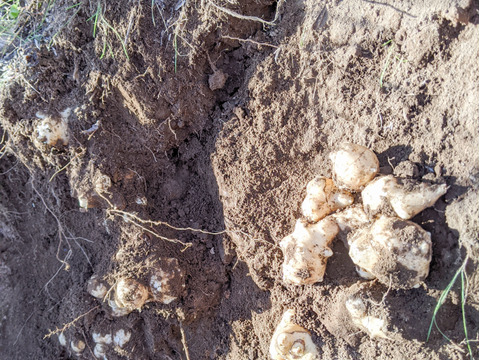 ＜自然栽培の菊芋　１．５ｋｇ＞肥料不使用、農薬も不使用、自家採種でやさしい甘さ　アクが少なく！生食も美味の≪菊芋≫を八ヶ岳南麓よりお届します