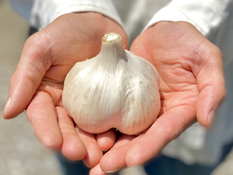 【初出品セール】にんにく【ホワイト六片】【乳酸菌農法】濃厚な味と甘味（家庭用 2kg）