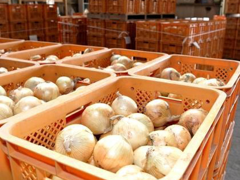 今が旬！！納豆菌栽培淡路島産　新玉ねぎ5ｋｇ　兵庫認証品（残留農薬不検出）