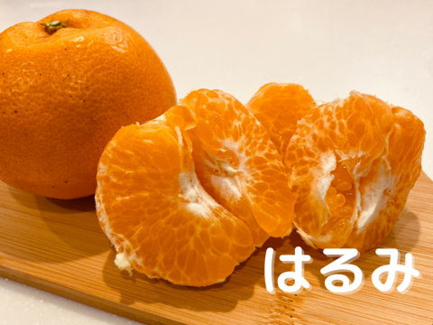 みかん好き必見！【食べ比べ】天香・はるみ・天草【旬の柑橘詰め合わせ5㎏】