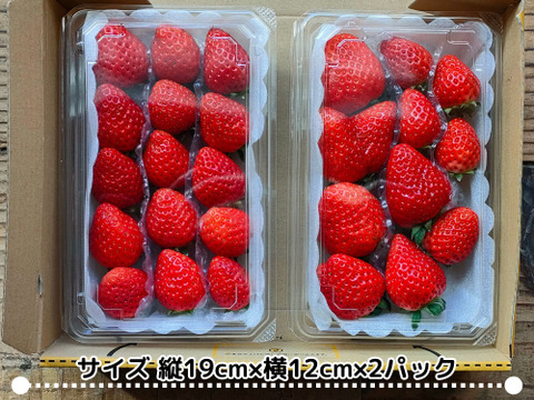 朝摘み直送！サイズおまかせ徳用2パック【よつぼし】約450g