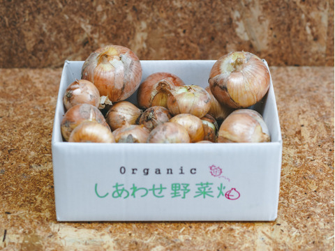 ＜有機たまねぎ 3kg＞農薬化学肥料不使用・静岡県産
