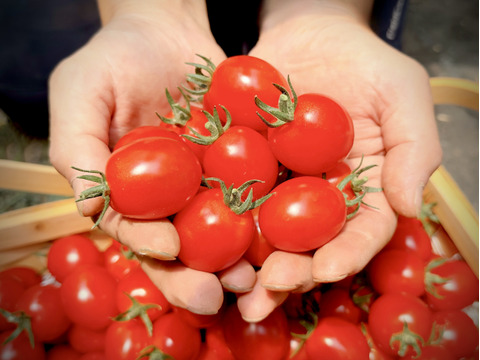 【ご自宅用】甘み・旨味・酸味にこだわったミニトマト「フラノルージュ」3キロ