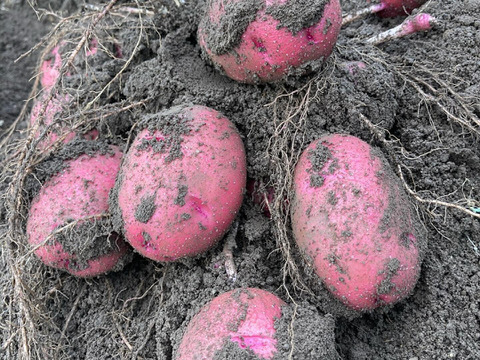 安心・安全な「夏」の旬のおまかせ野菜セット　７～８種類