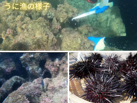【6、7月限定】牡蠣とウニの詰合せ①（カキ中5個、ウニ1瓶）　※日付指定不可