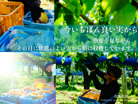 市場に出ない梨｜新水｜晴れ箱5kg・3日間限定出荷【夏ギフト】【贈答向】