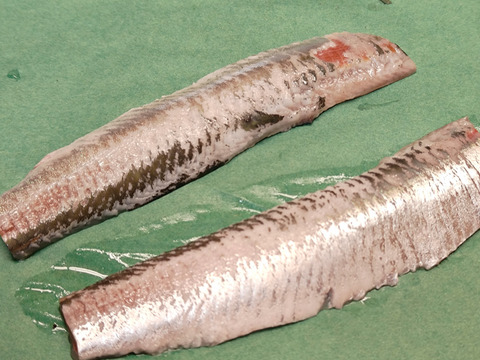 【イワシ大漁祭り】マイワシ/中羽サイズ80g前後/2.5kg【脂あり】【2/17水揚げ/発送】